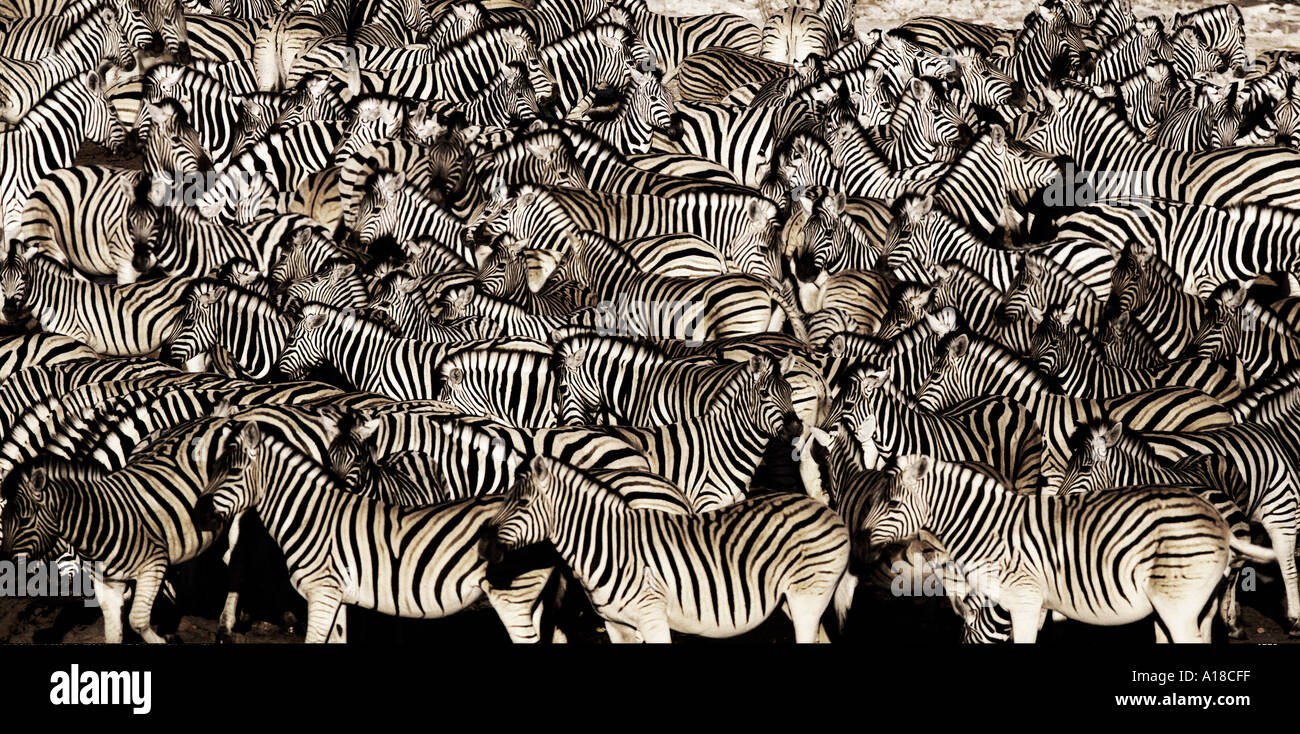Zebra herd Stock Photo 101631 Alamy
