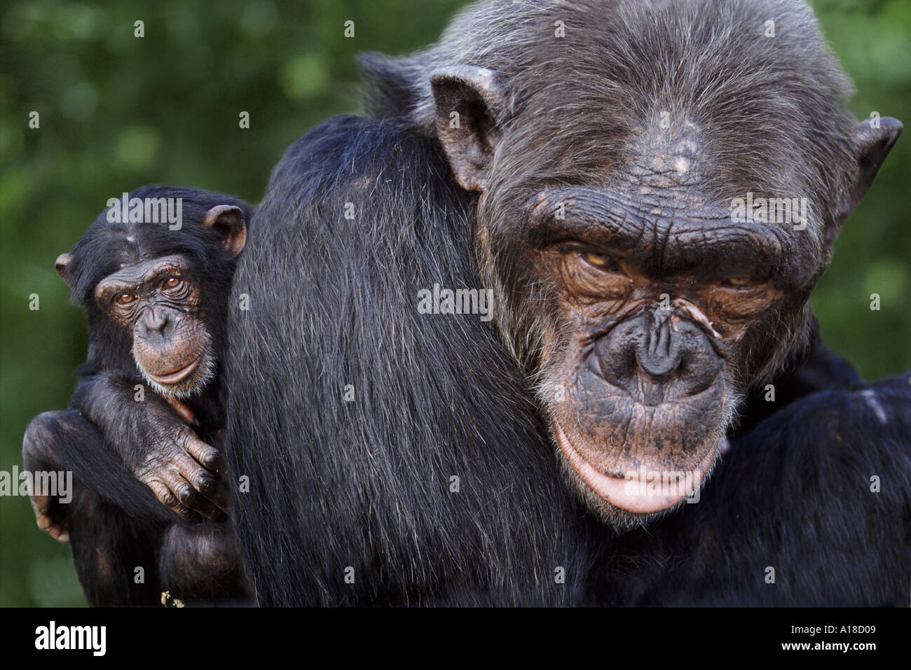 Chimpanzees Stock Photo