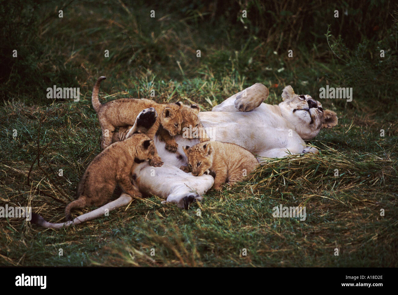 Lioness suckling cubs Masai Mara Kenya Stock Photo