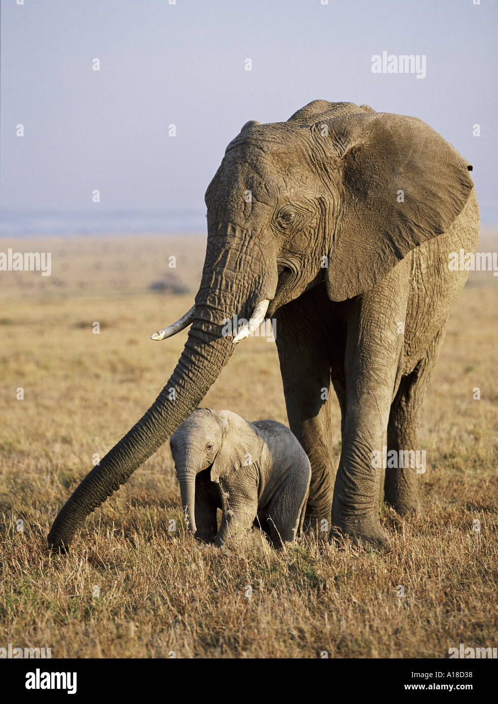African elephant and calf Masai Mara Kenya Stock Photo