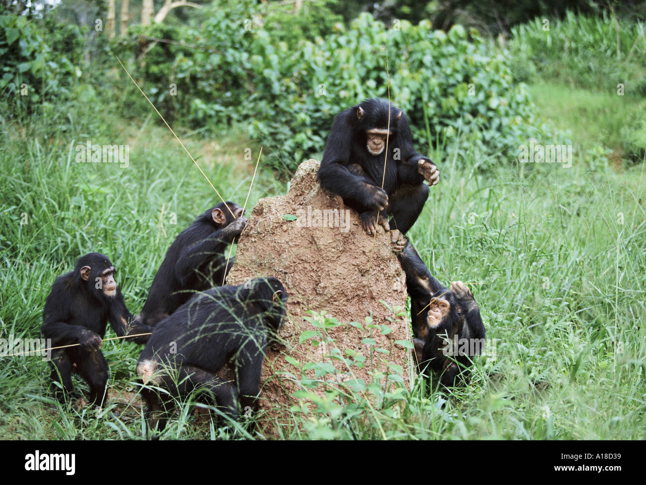 Chimpanzees using sticks as tools to fish for termites Uganda Stock Photo
