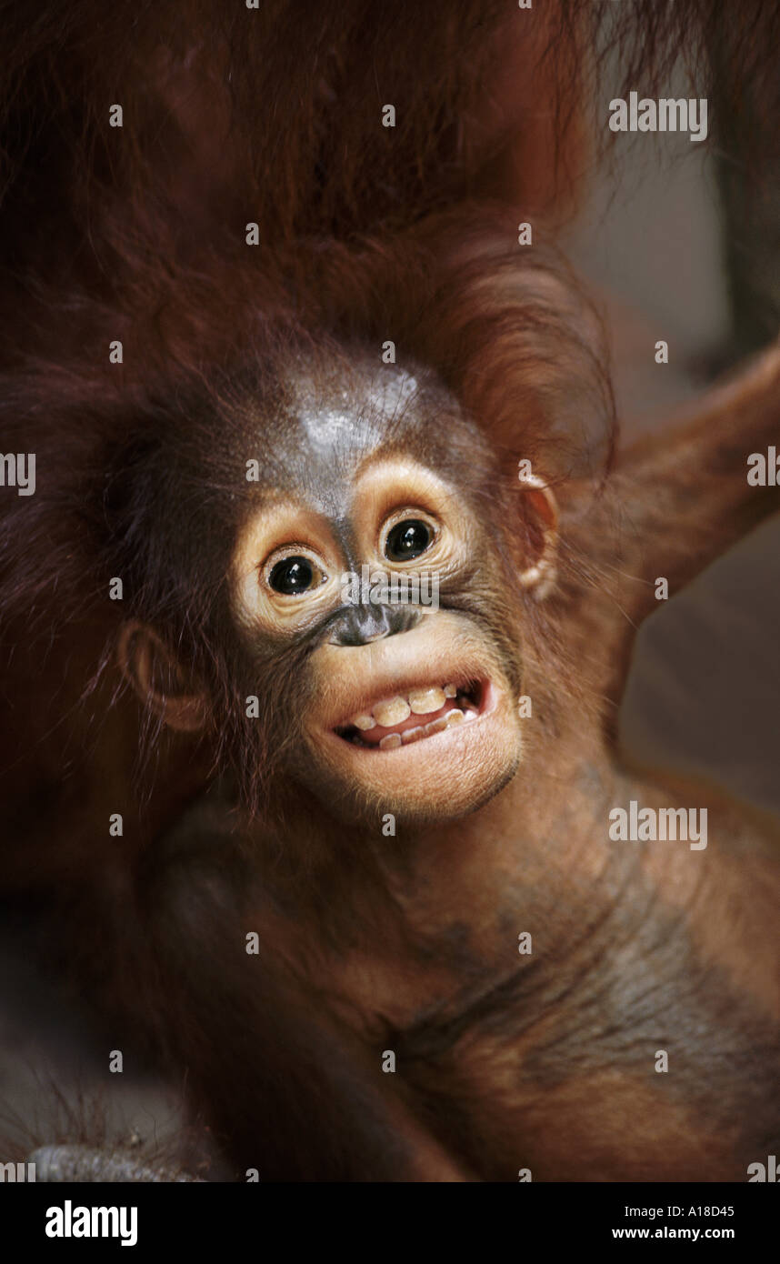 Baby Orangutan Borneo Stock Photo Alamy