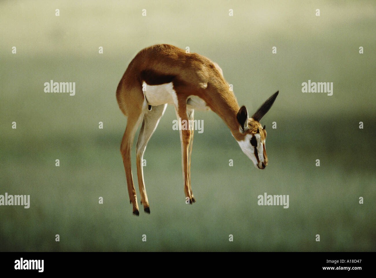 Springbok jumping south africa hires stock photography and images Alamy