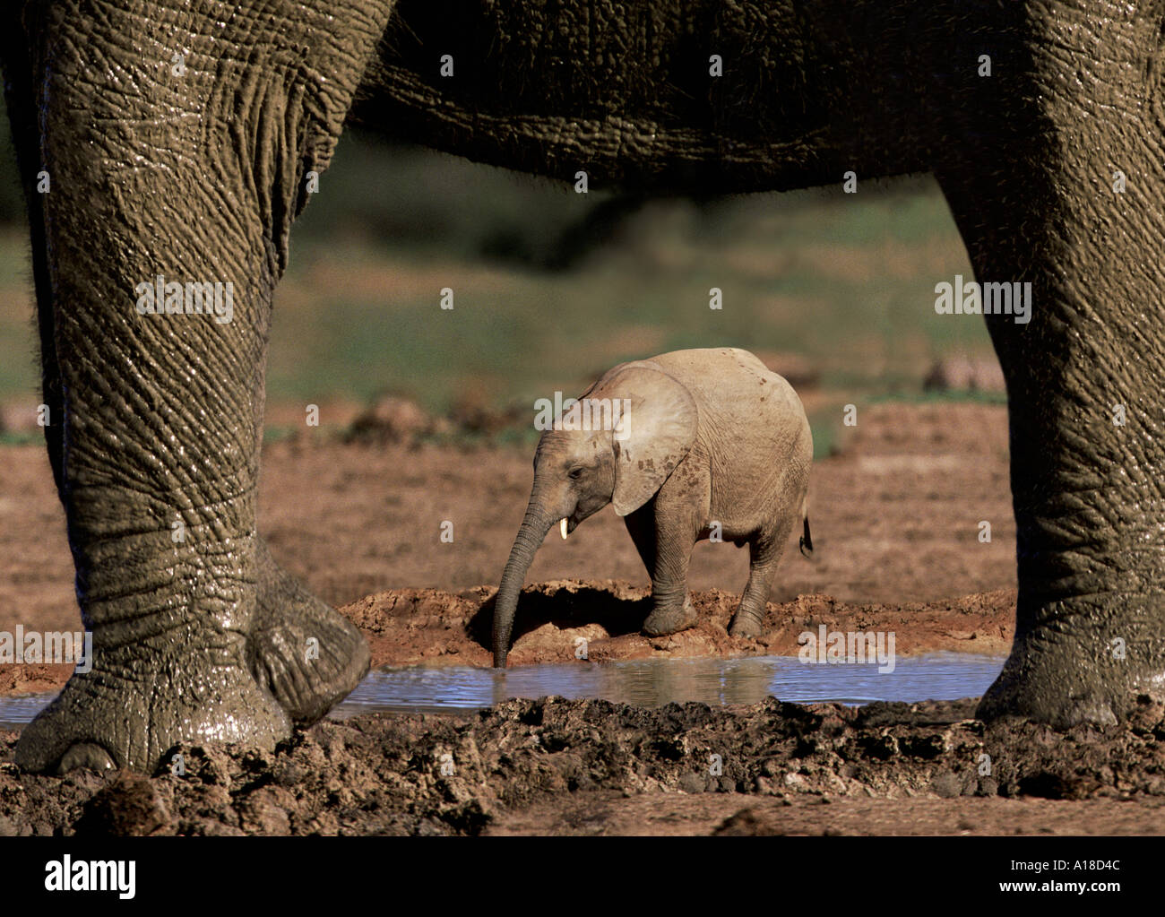 Baby elephant mother legs hi-res stock photography and images - Alamy