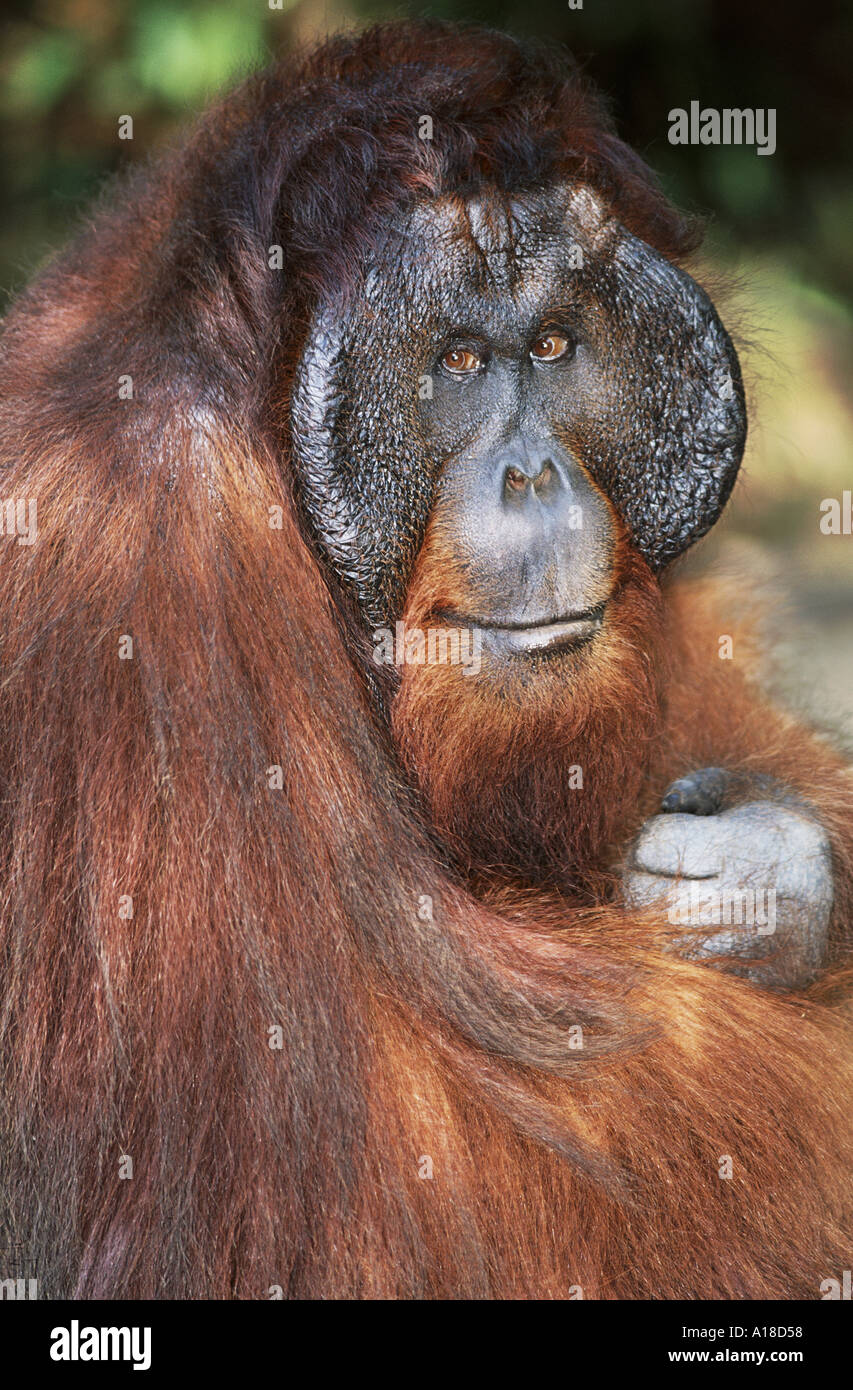 Mature male orangutan Tanjung Puting Borneo Stock Photo