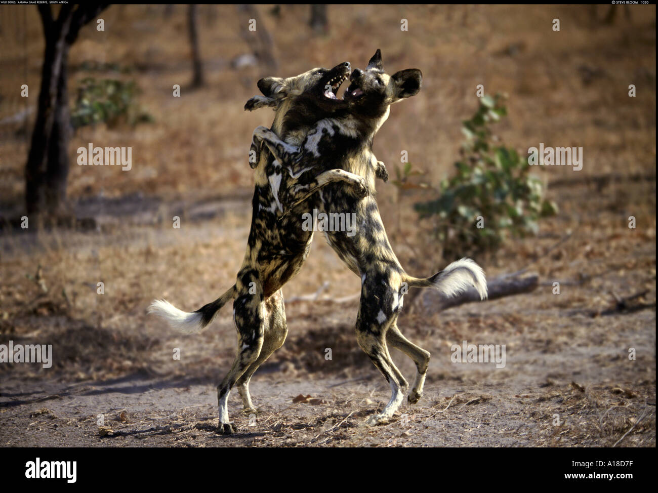 African wild dogs Kapama South Africa Stock Photo Alamy