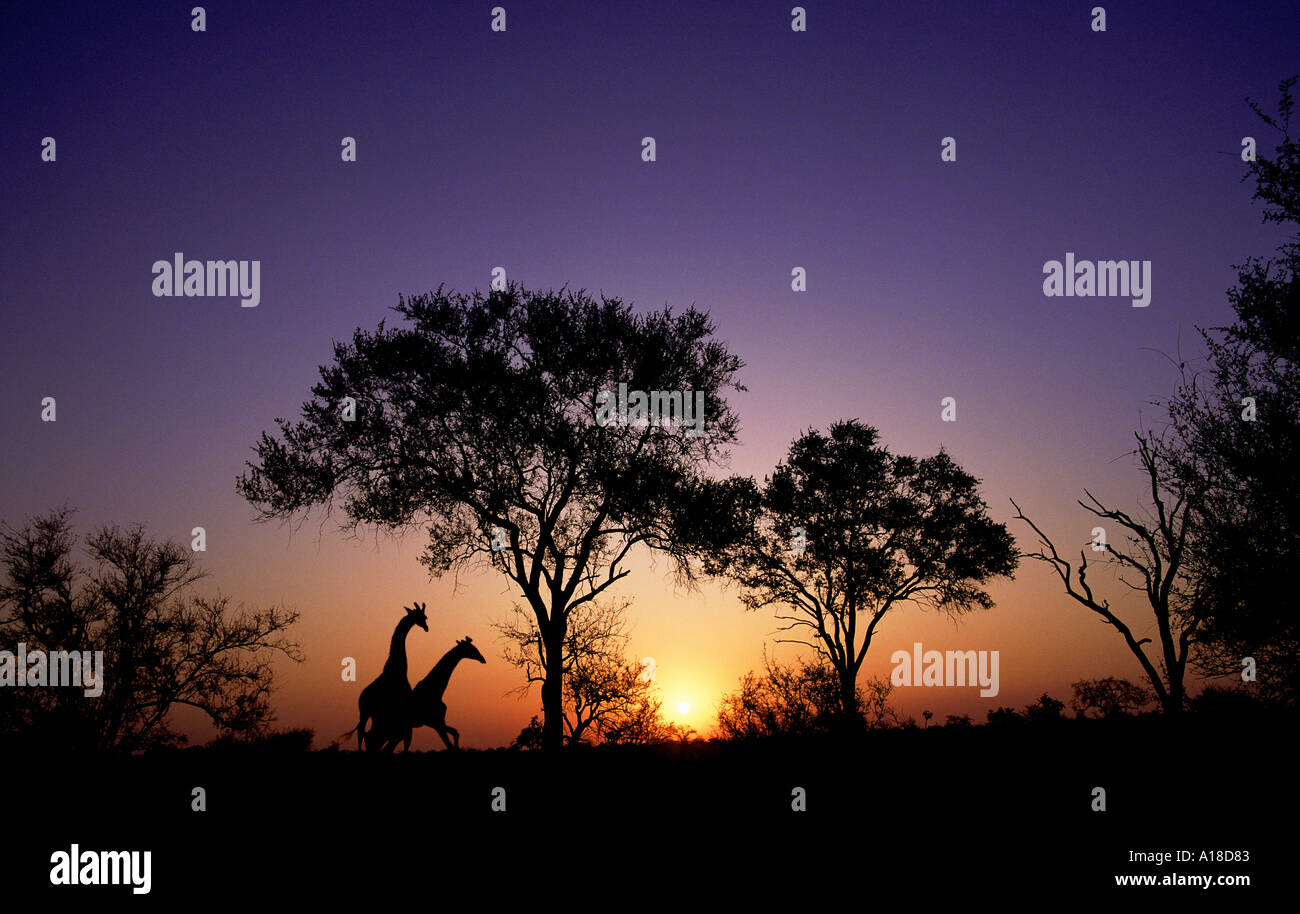 Giraffes at sunset Kruger National Park South Africa Stock Photo