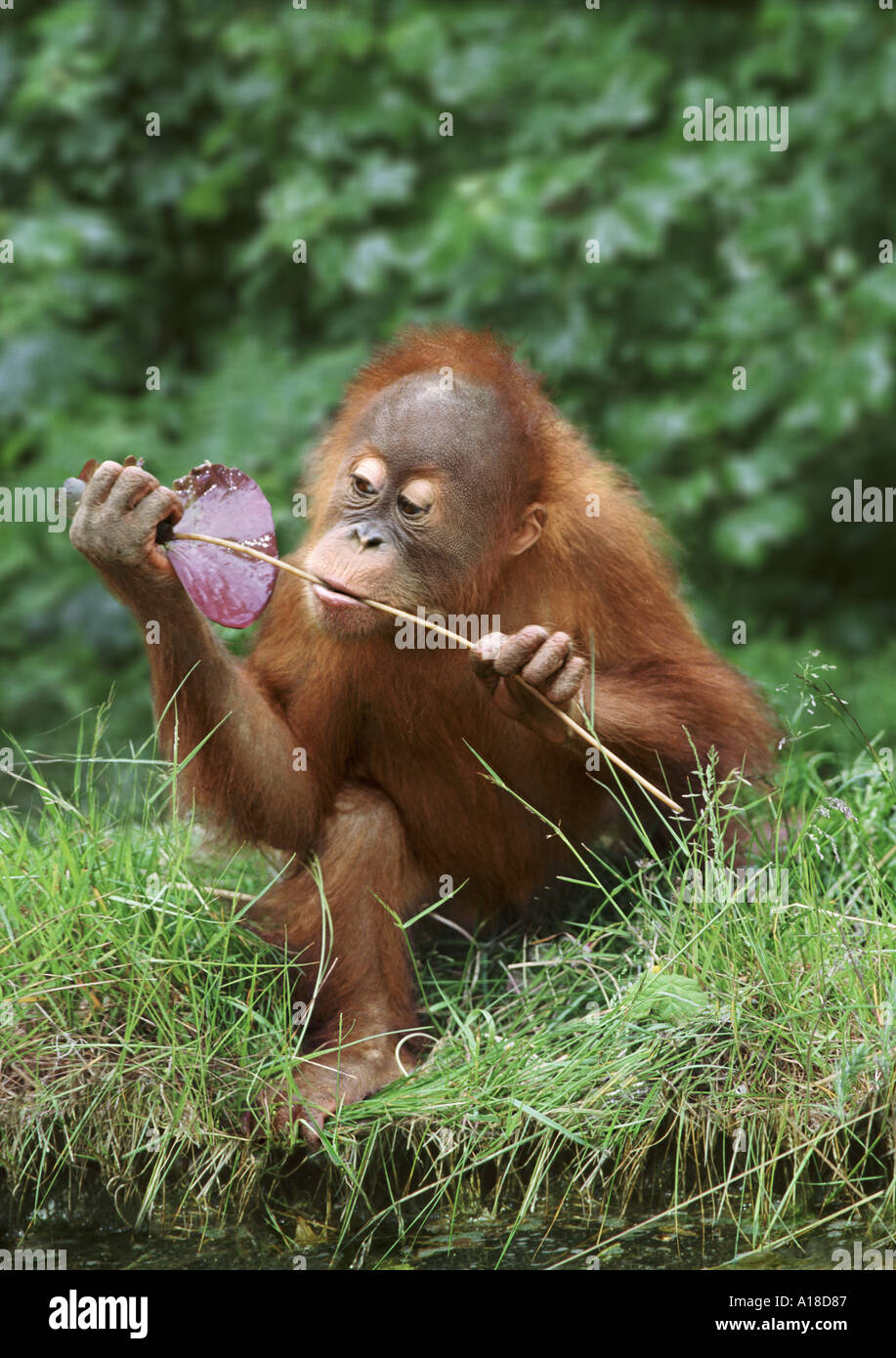 Young sumatran orangutan Stock Photo