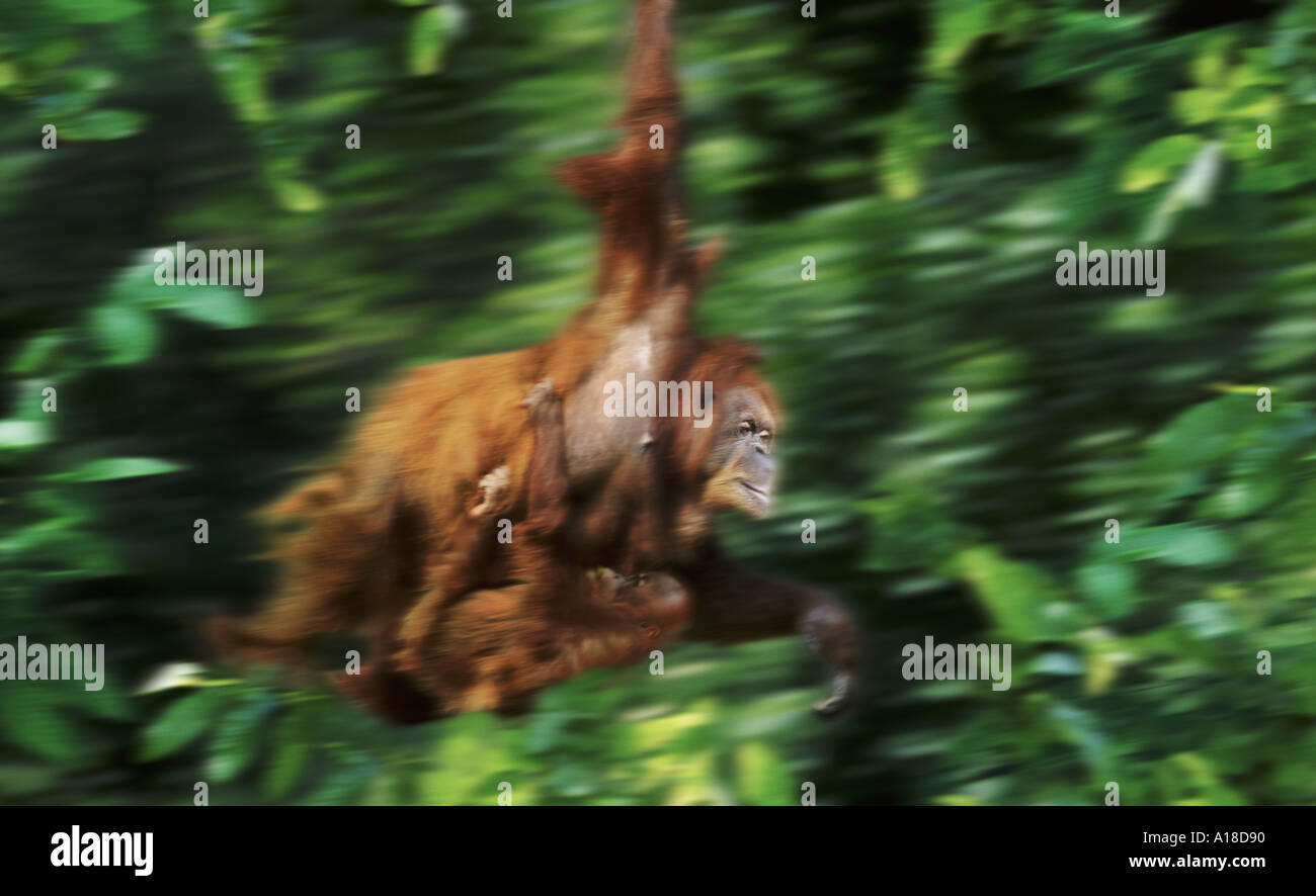 Sumatran orangutans swinging through the trees Stock Photo