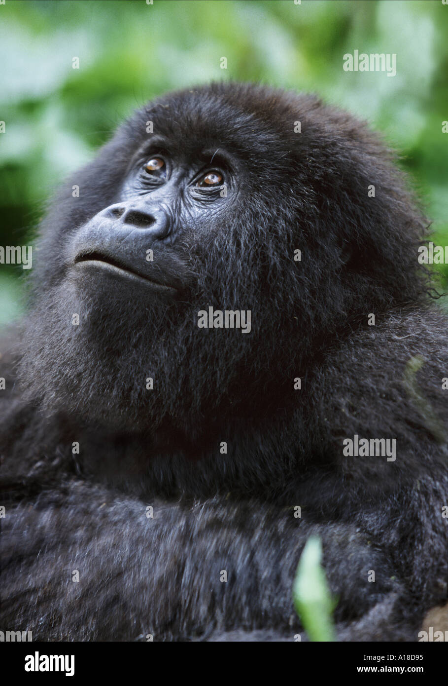 Female mountain gorilla Parc des Virungas Democratic Republic of Congo Stock Photo