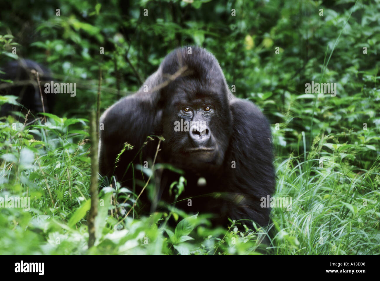 Male mountain gorilla Mgahinga National Park Uganda Stock Photo