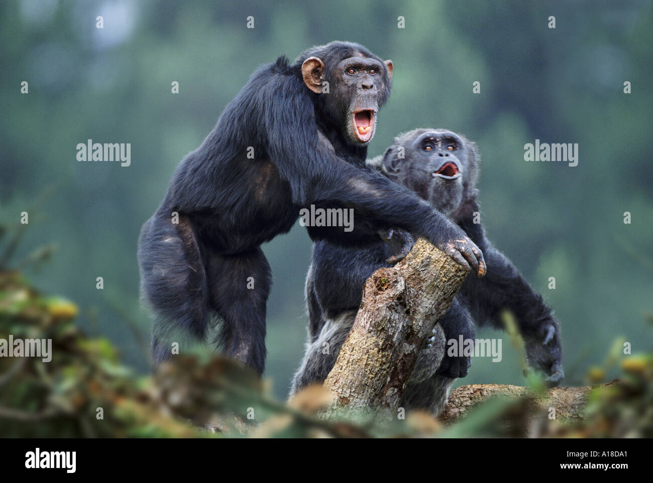 Male chimpanzees displaying Stock Photo