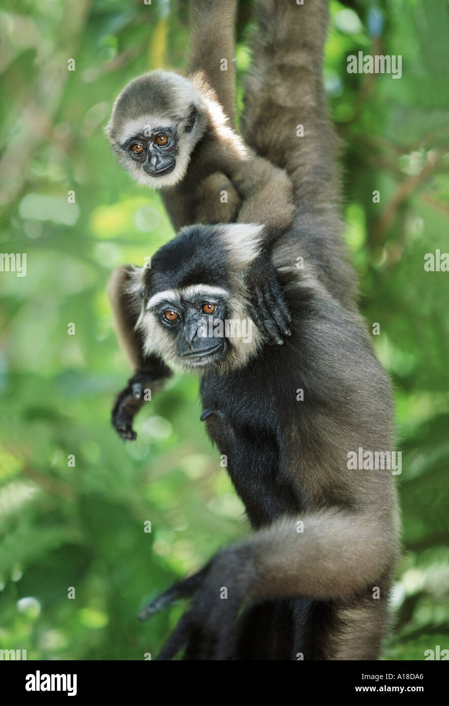 Mother and baby dark handed gibbon Borneo Stock Photo