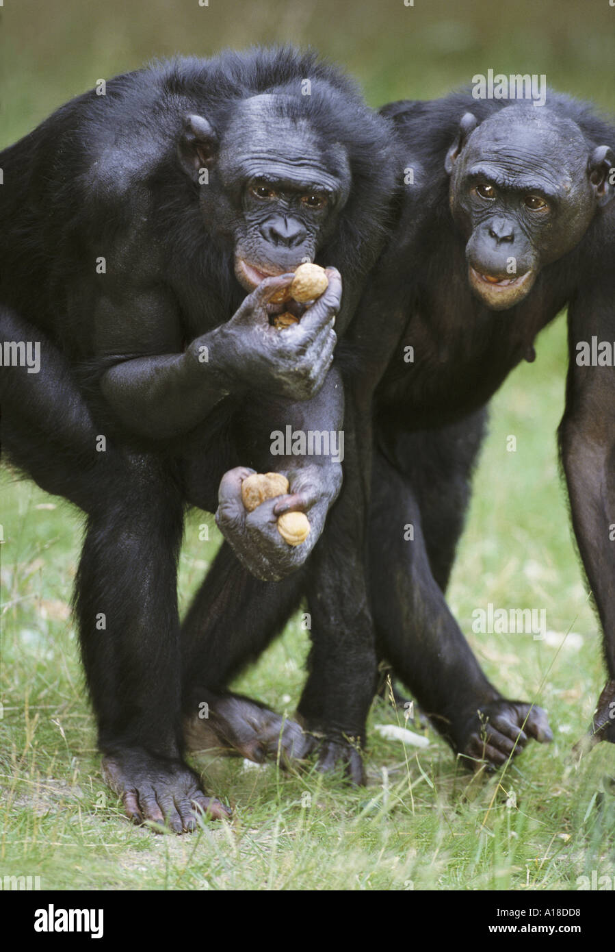 Bonobos with walnuts Stock Photo