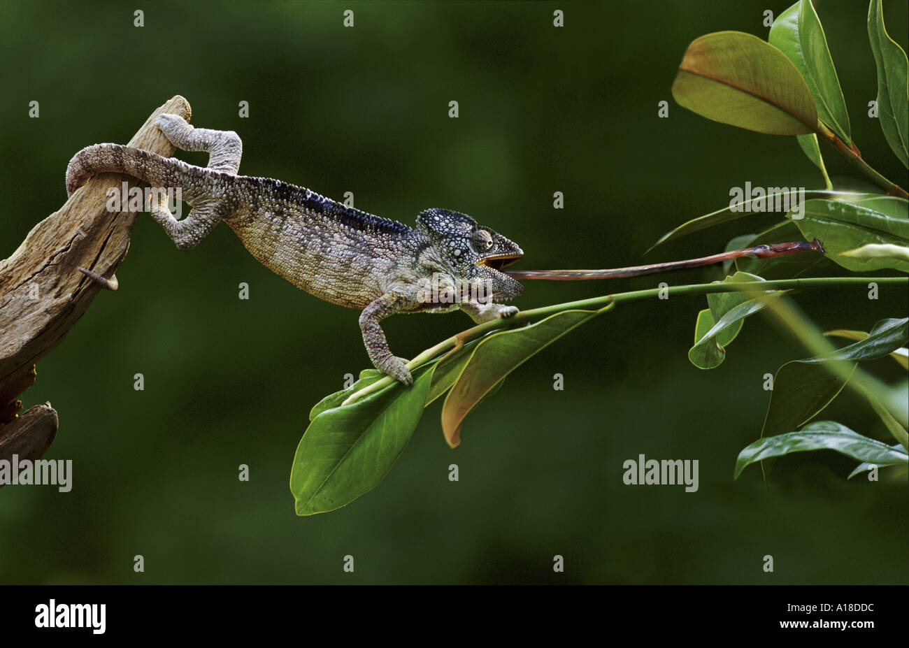 Insects for feeding reptiles hi-res stock photography and images - Alamy