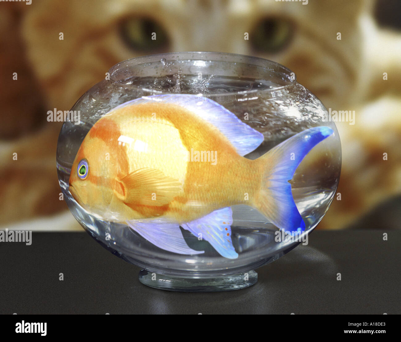 Goldfish bowl hires stock photography and images Alamy