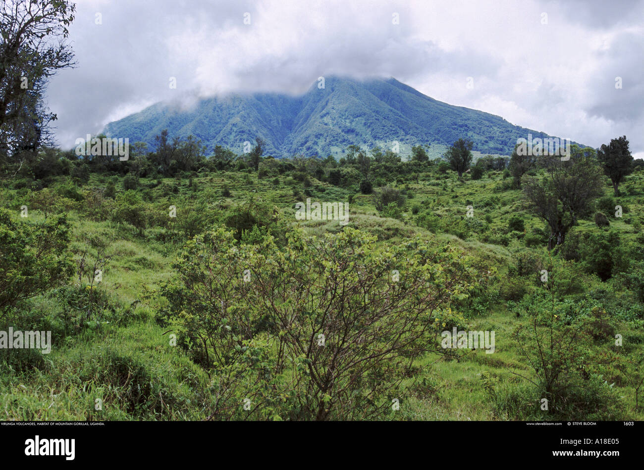 Virunga mountains habitat of the mountain grillas Uganda Stock Photo