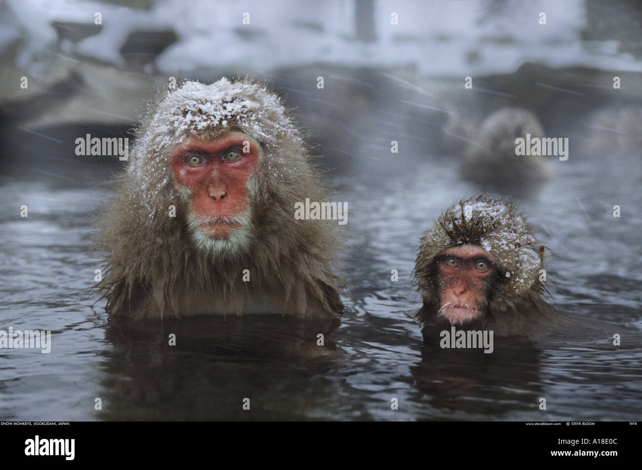 Группа обезьяны в теплой воде слушать. Обезьяны в термальных источниках. Обезьяна в воде. Обезьяна в горячем источнике. Японские обезьяны.