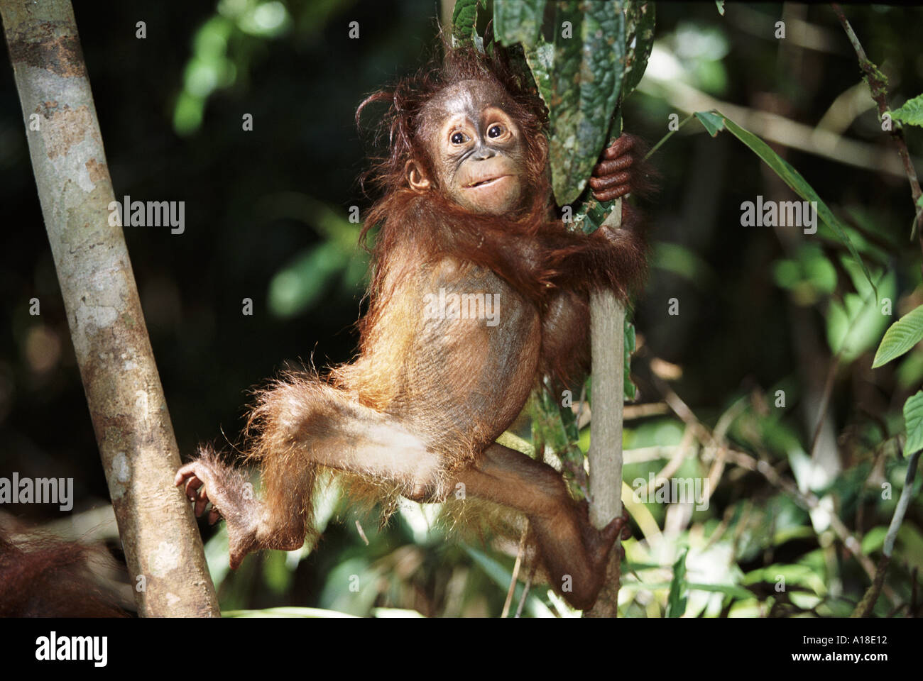 Baby orangutan Borneo Stock Photo