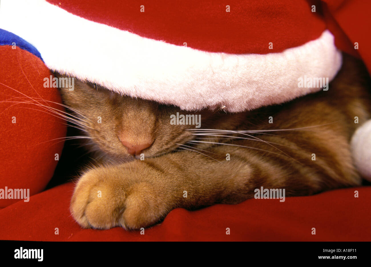Ginger cat in Christmas hat Stock Photo