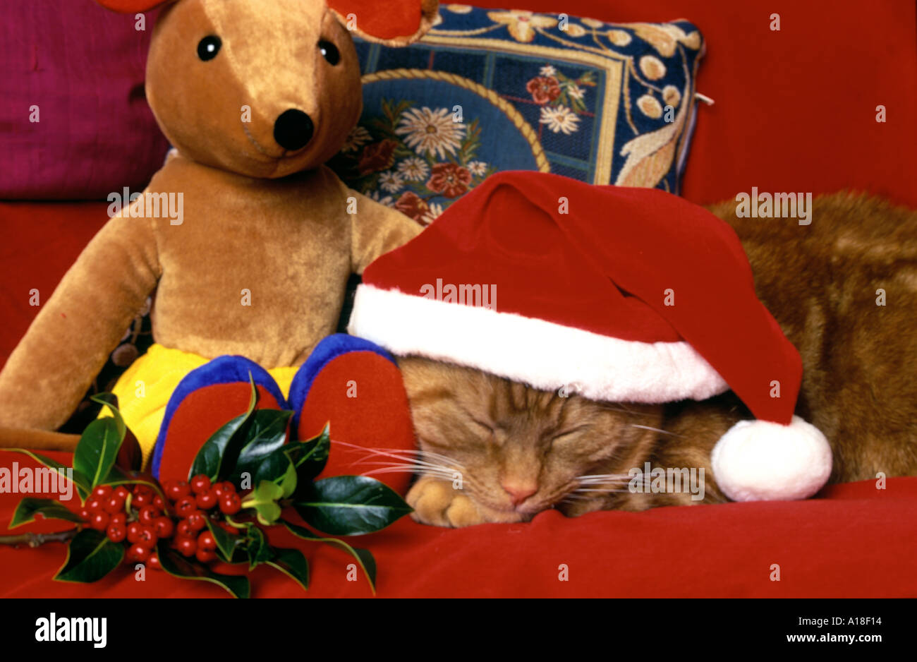Ginger cat in Christmas hat with holly and mouse Stock Photo