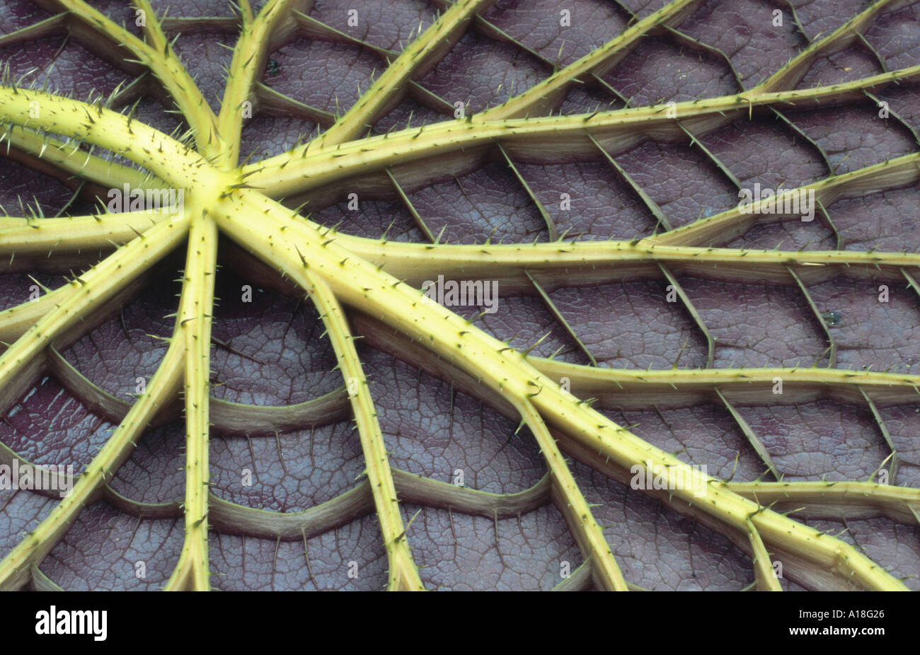 giant water lily, Amzon water lily (Victoria amazonica, Victoria regia