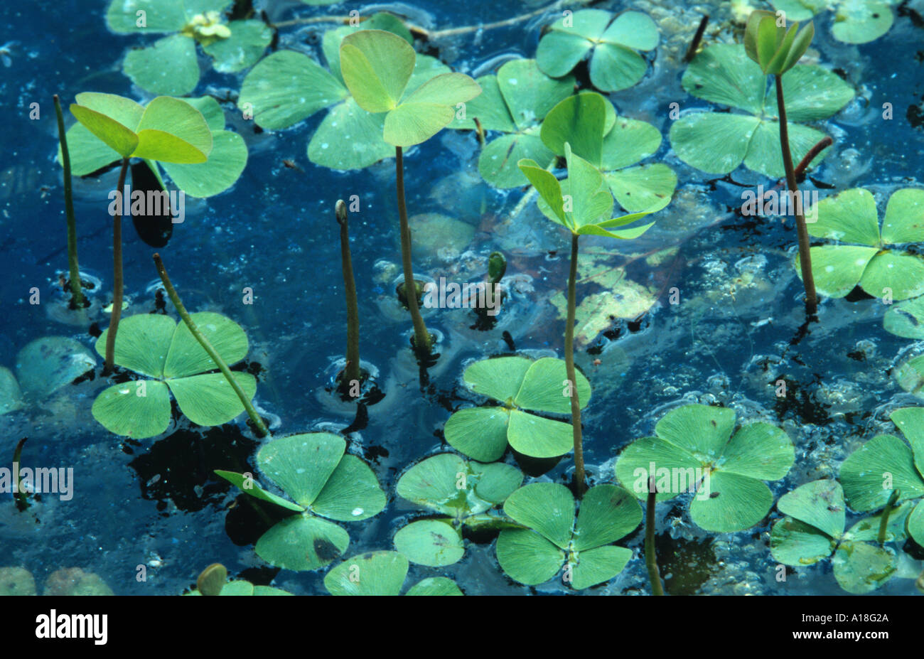 European water-clover, European water fern (Marsilea quadrifolia), at water surface Stock Photo