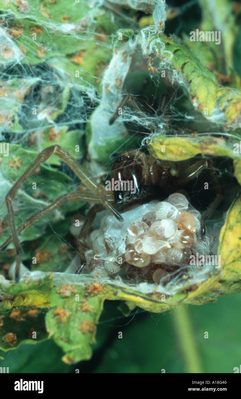 sac spider (Cheiracanthium erraticum), spider watching nest. Stock Photo