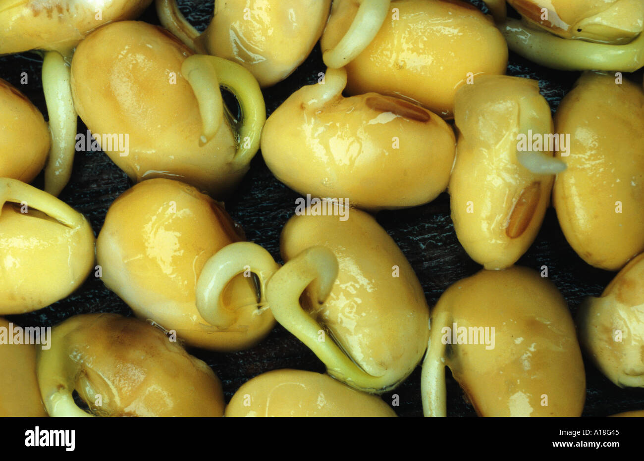 Soybean seedlings hi-res stock photography and images - Alamy