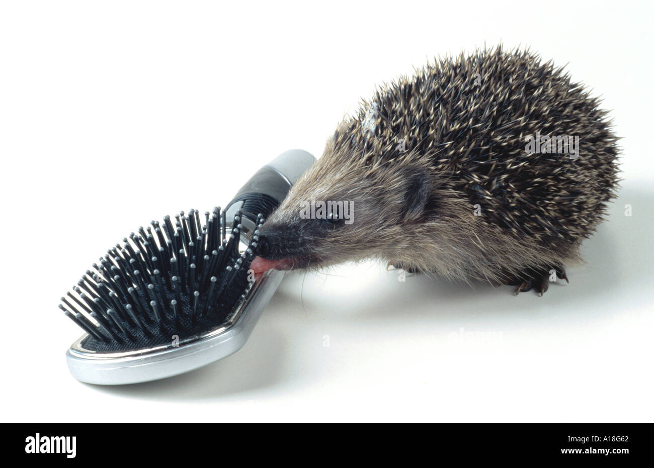 Western Hedgehog European Hedgehog Erinaceus Europaeus Young Sniffing At Hairbrush Stock Photo Alamy