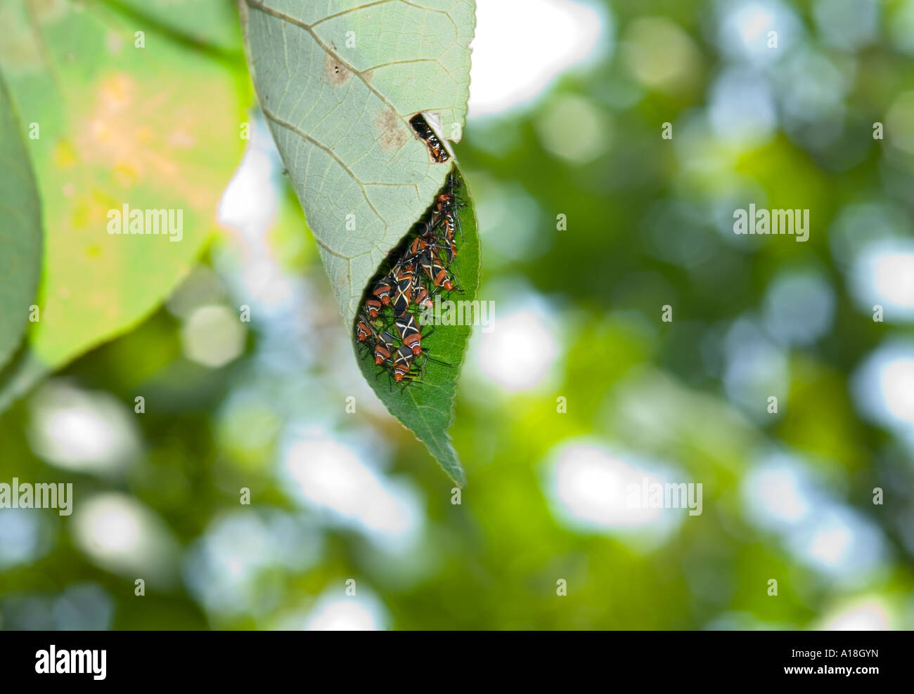 CottonStainers cotton stainer bug stainers Dysdercus decussatus marine