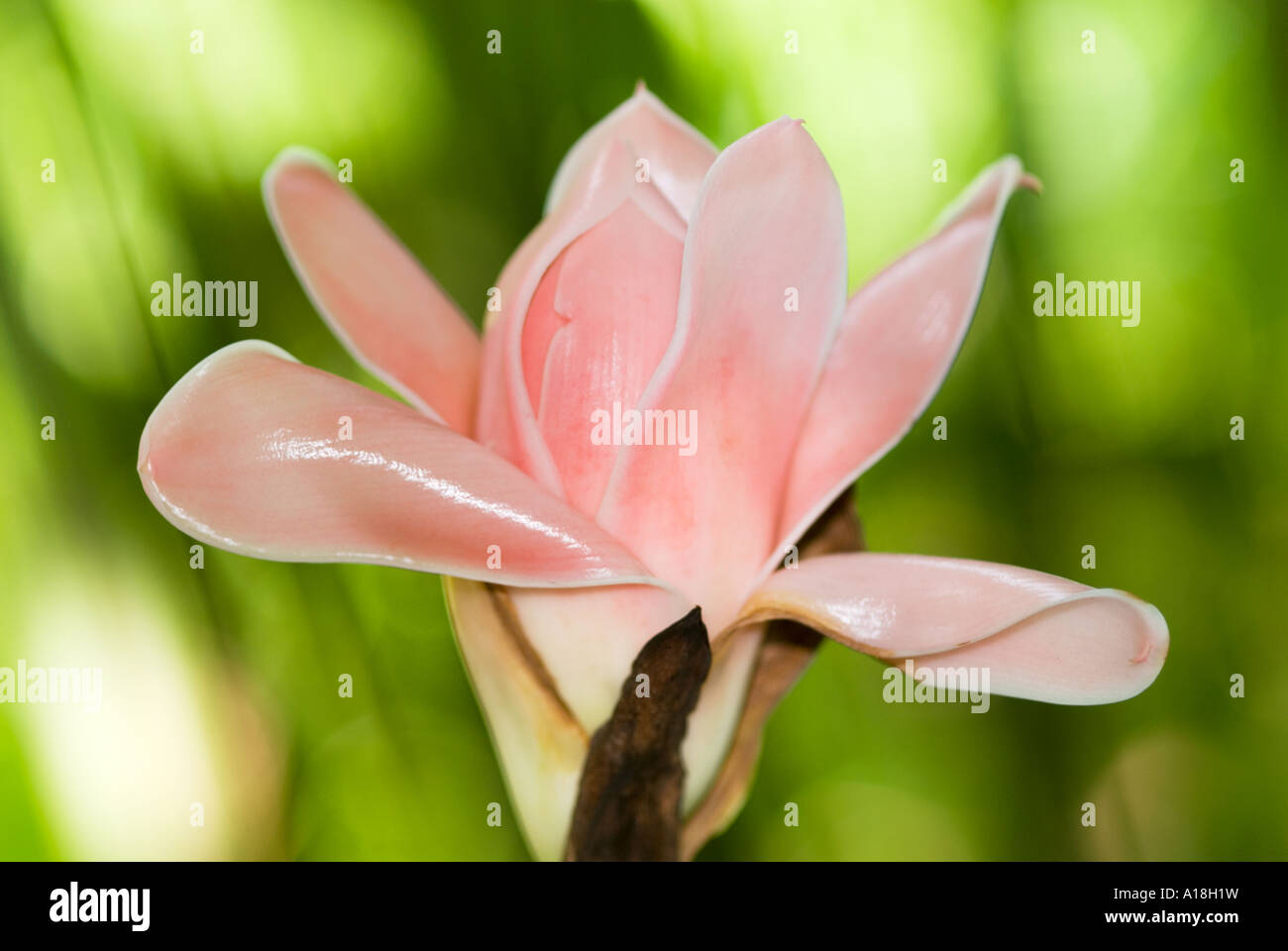 Torch Ginger wax ginger ginger plant blossom flower Stock Photo