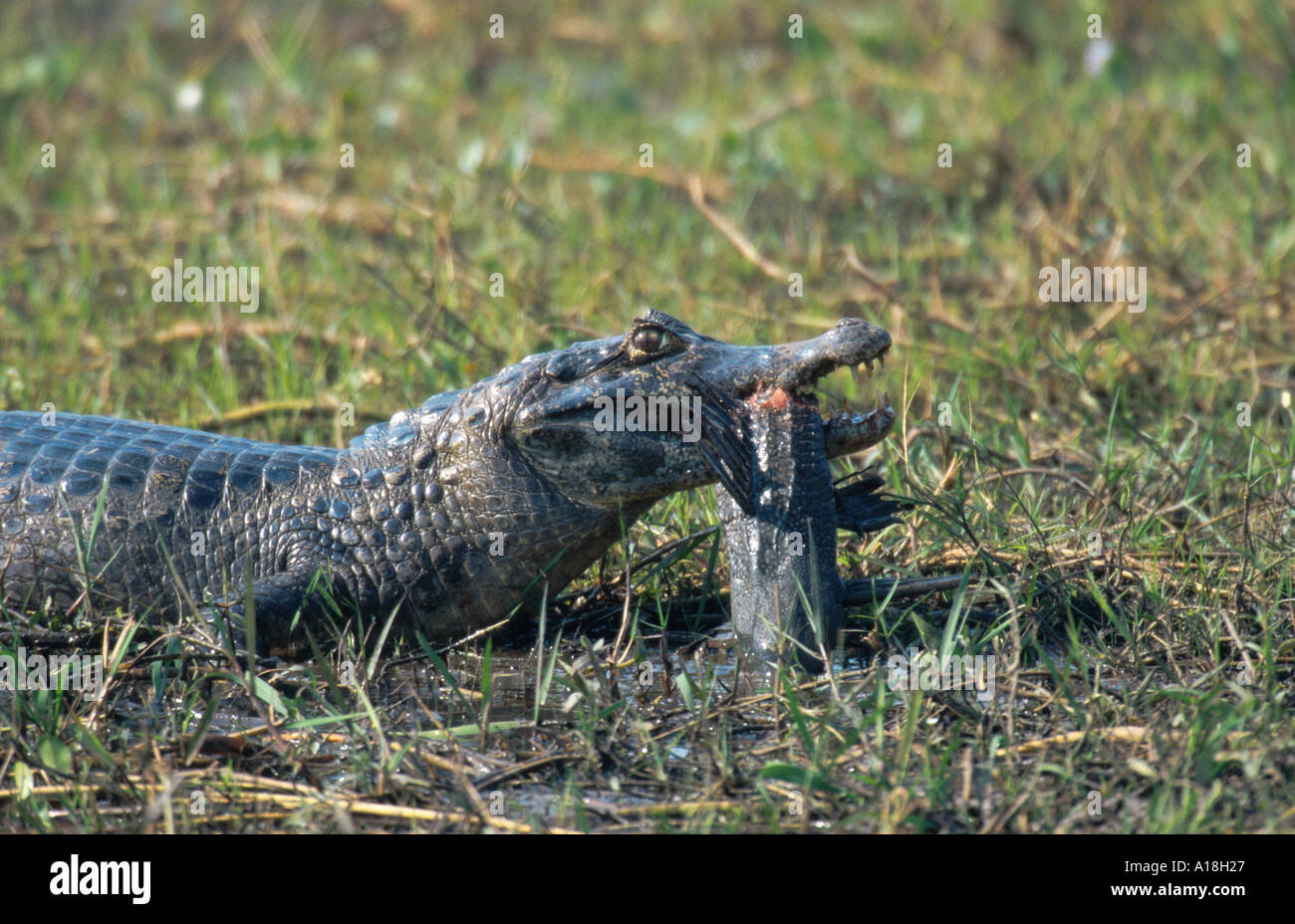 spectacled caiman (Caiman crocodilus), feeding on caught fish, Brazil, Mato Grosso, Pantanal. Stock Photo