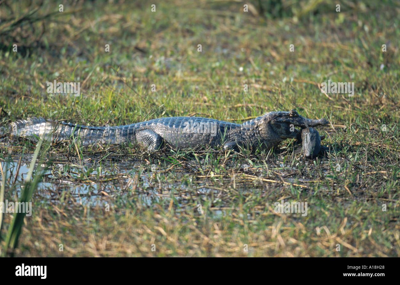 spectacled caiman (Caiman crocodilus), with caught fish in the mouth, Brazil, Mato Grosso, Pantanal. Stock Photo
