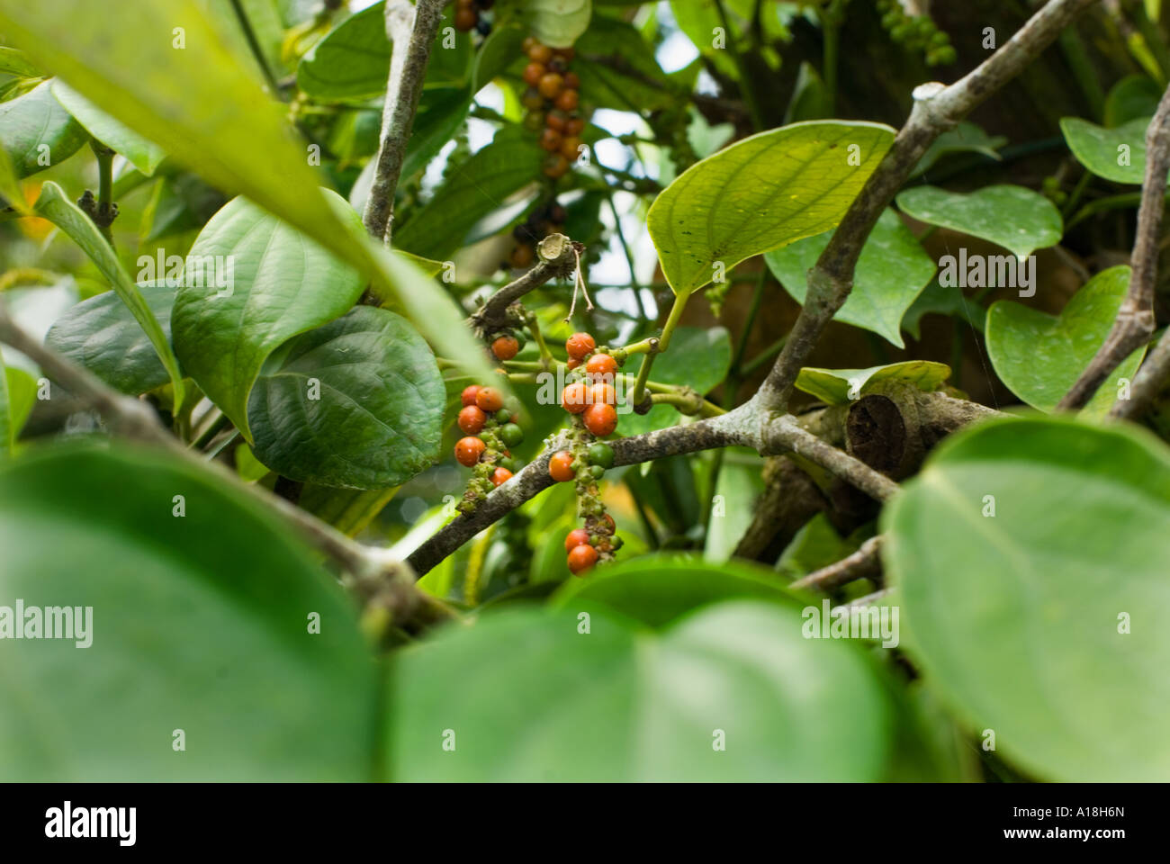PEPPERS pepper peppercorn plant fruit fresh red green panicle shrub black pepper Stock Photo Alamy