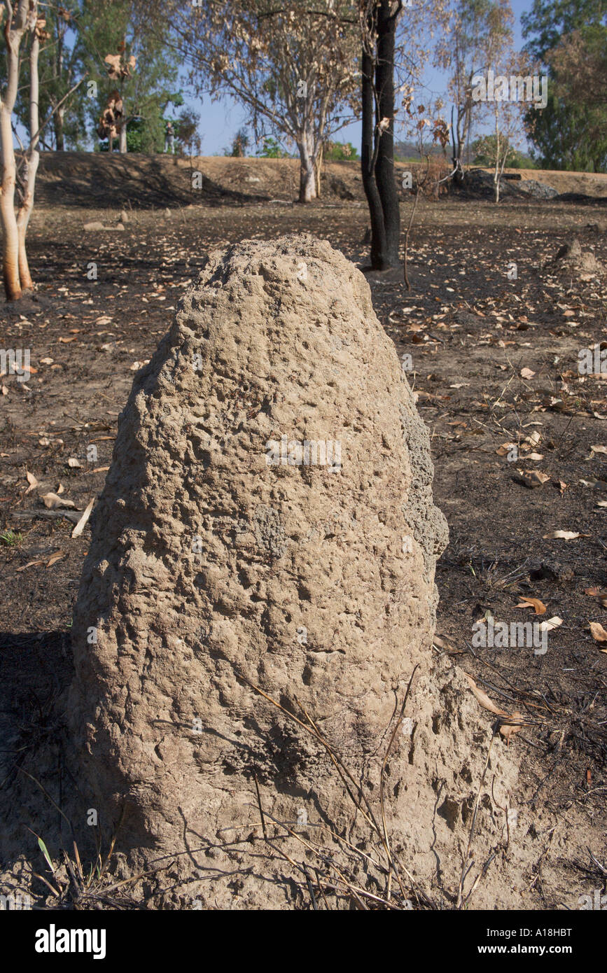 grounded termite download grounded termite download