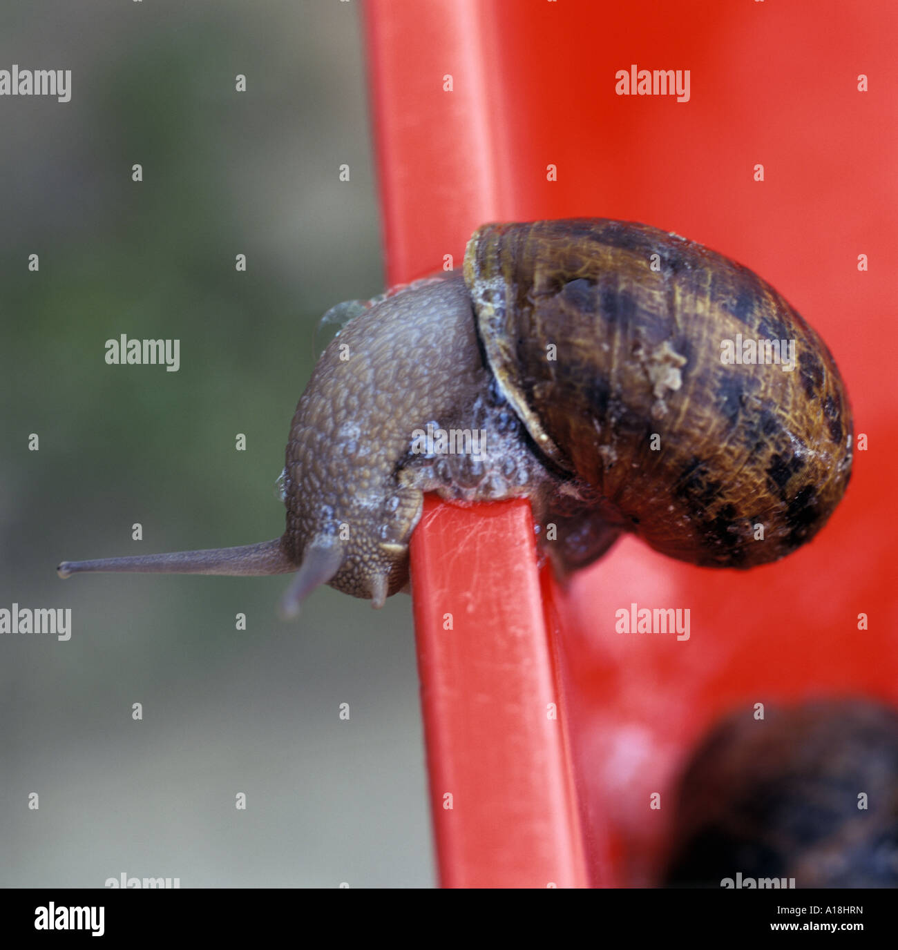 a fully grown snail at L'Escargot Anglais snail farm Credenhill