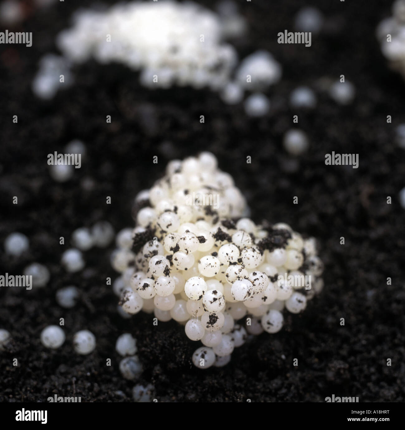 My Image 30