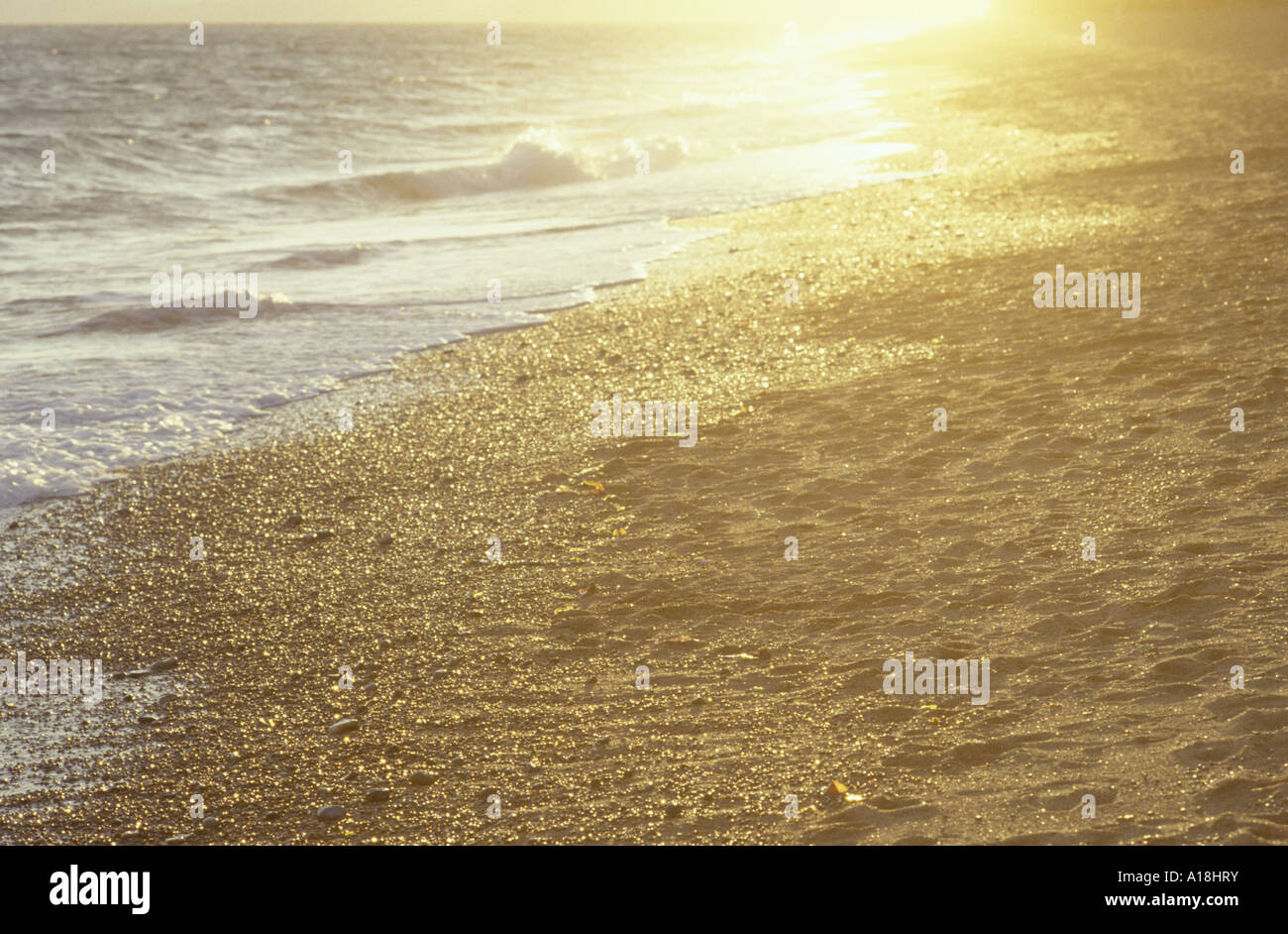 a golden beach Stock Photo Alamy