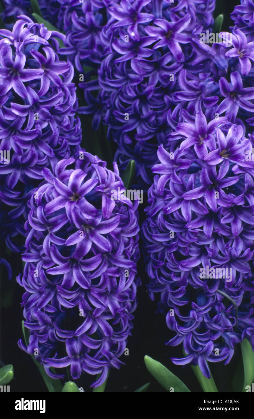 Purple hyacinth flowers in bloom. Hyacinthus is a small genus of bulbous, spring-blooming perennials. Hyacinth grows from bulbs planted in autumn. Stock Photo
