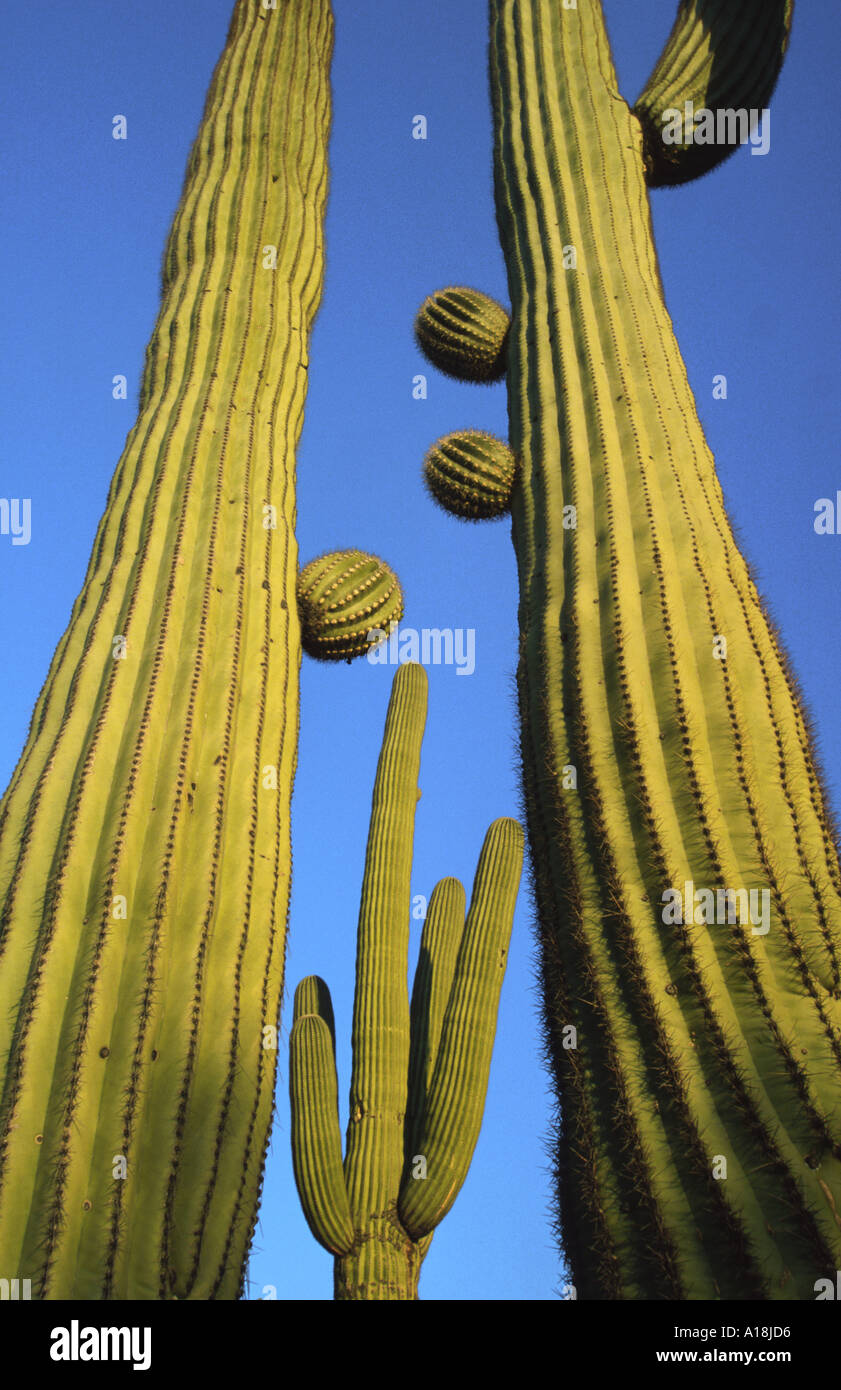 saguaro cactus (Carnegiea gigantea, Cereus giganteus), against blue sky ...