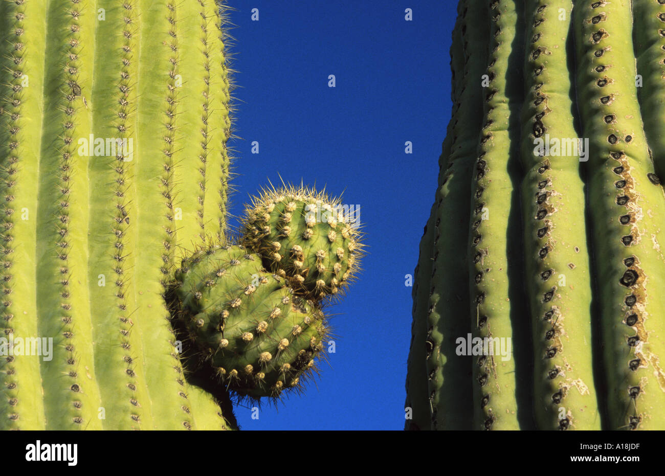 saguaro cactus (Carnegiea gigantea, Cereus giganteus), detail, USA, Arizona, Saguaro NP, Apr.04. Stock Photo
