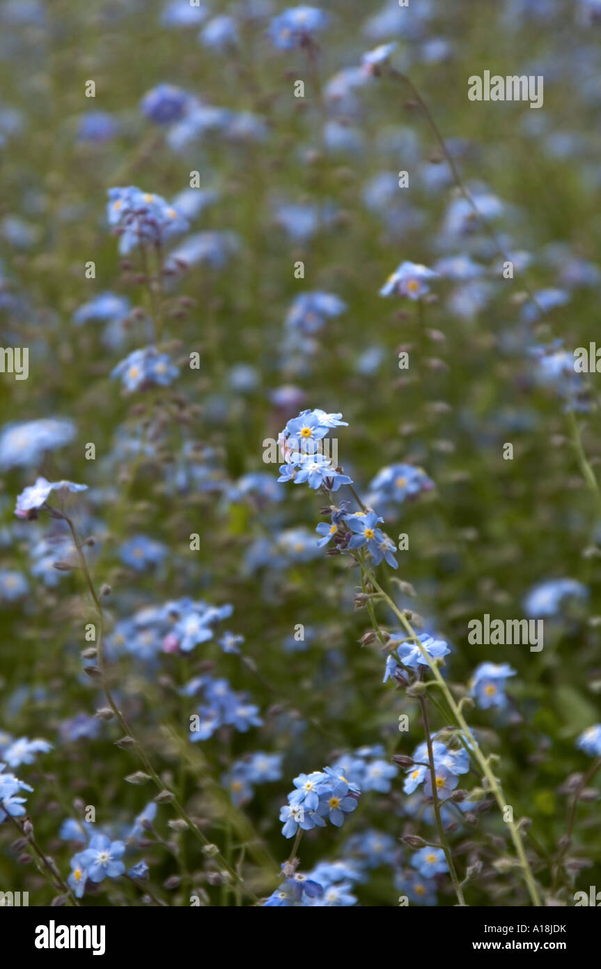 in bloom Stock Photo Alamy