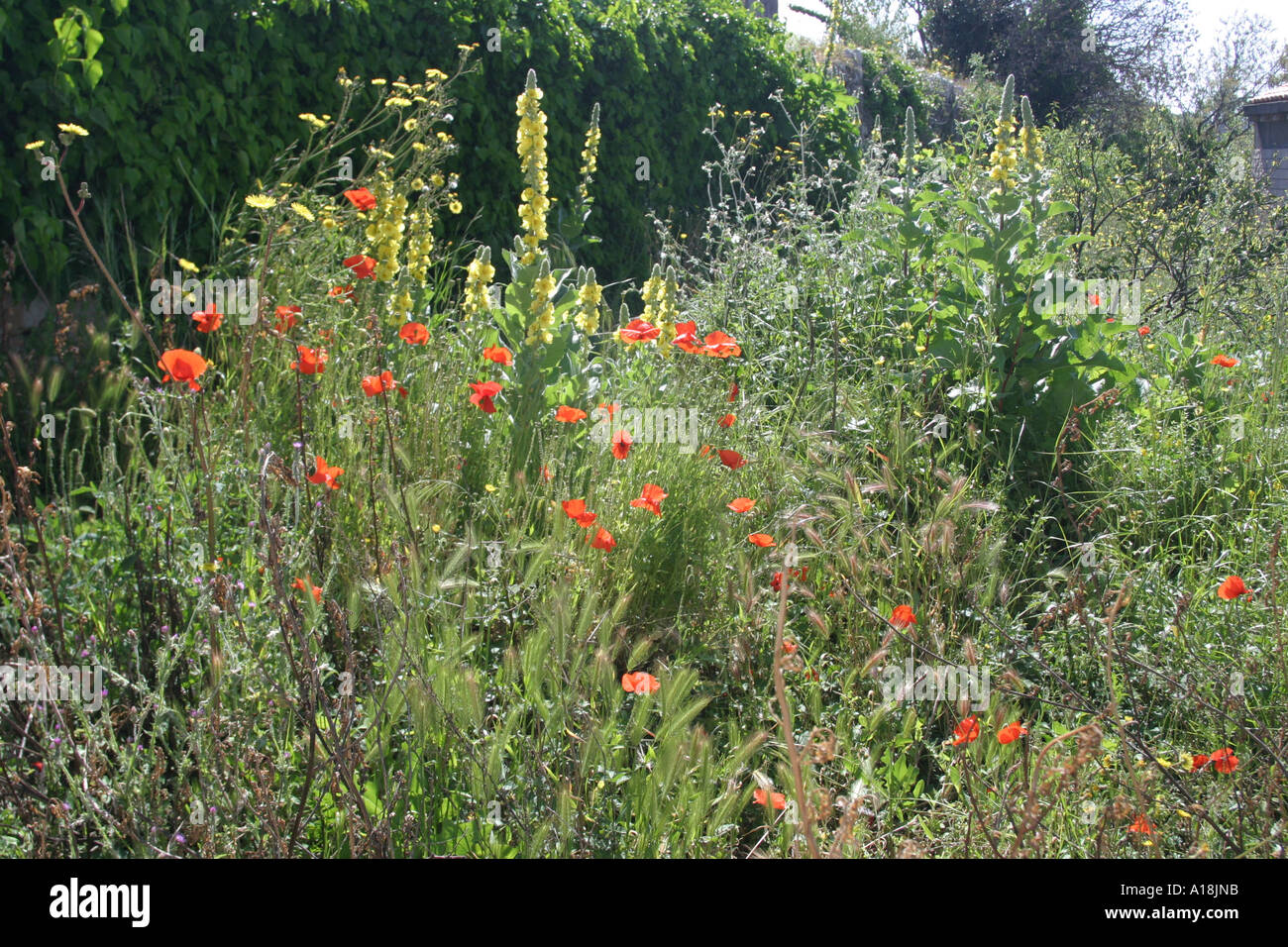 World of flowers hi-res stock photography and images - Alamy