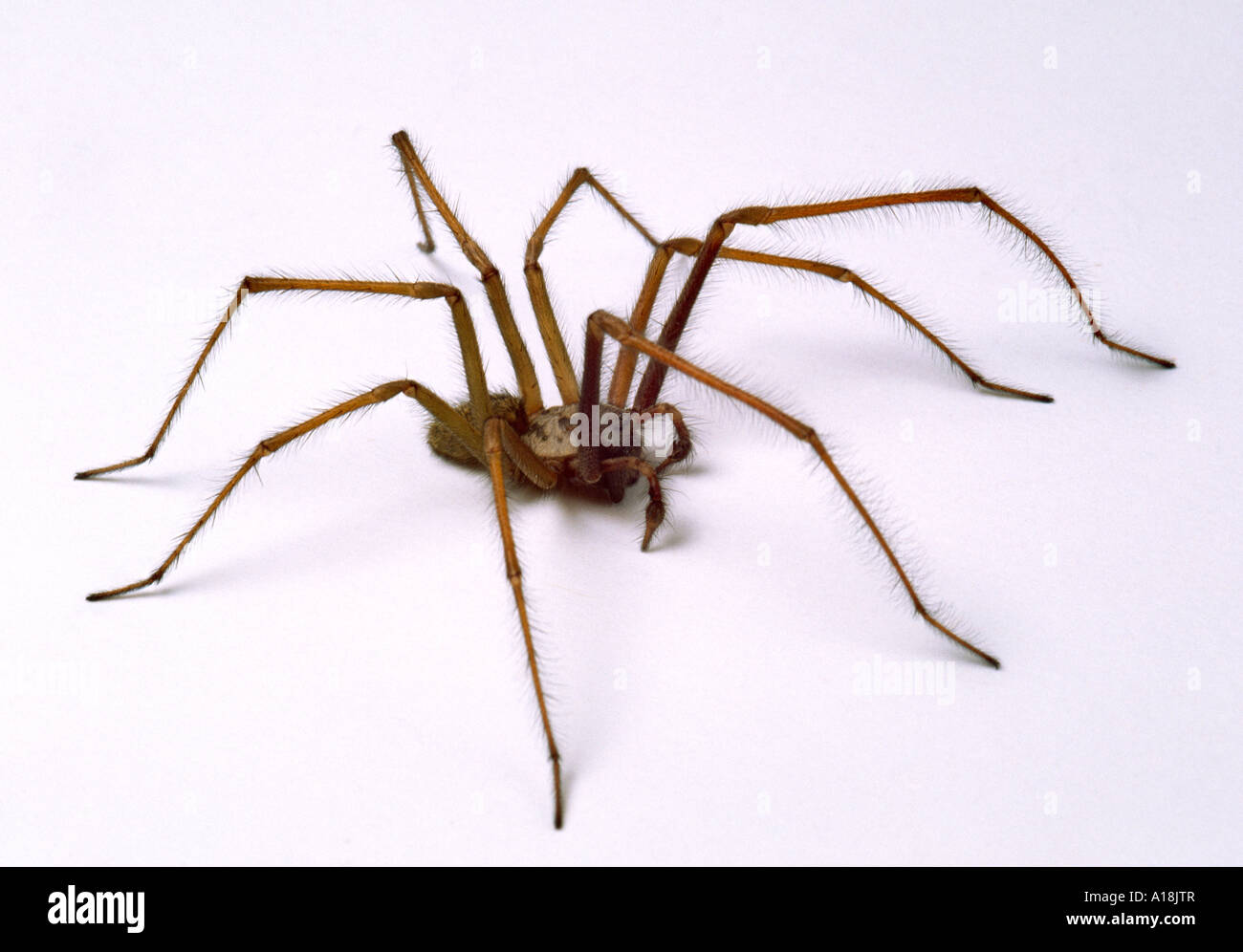 European common house spider (Tegenaria atrica / Philoica atrica) male  against white background Stock Photo - Alamy