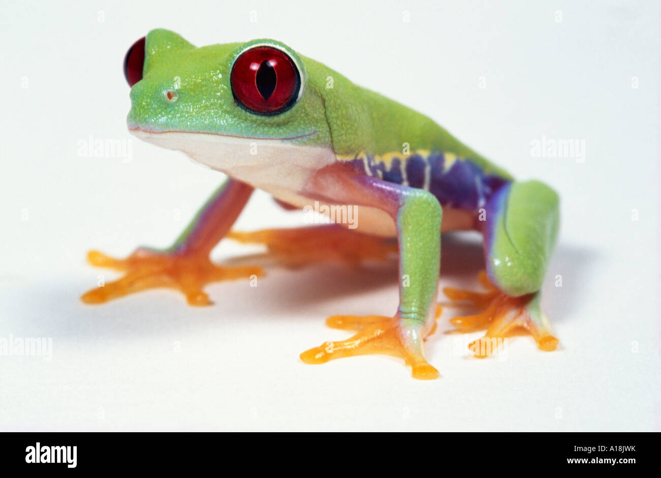 RED-EYED TREE FROG Agalychnis callidryas Central America Stock Photo