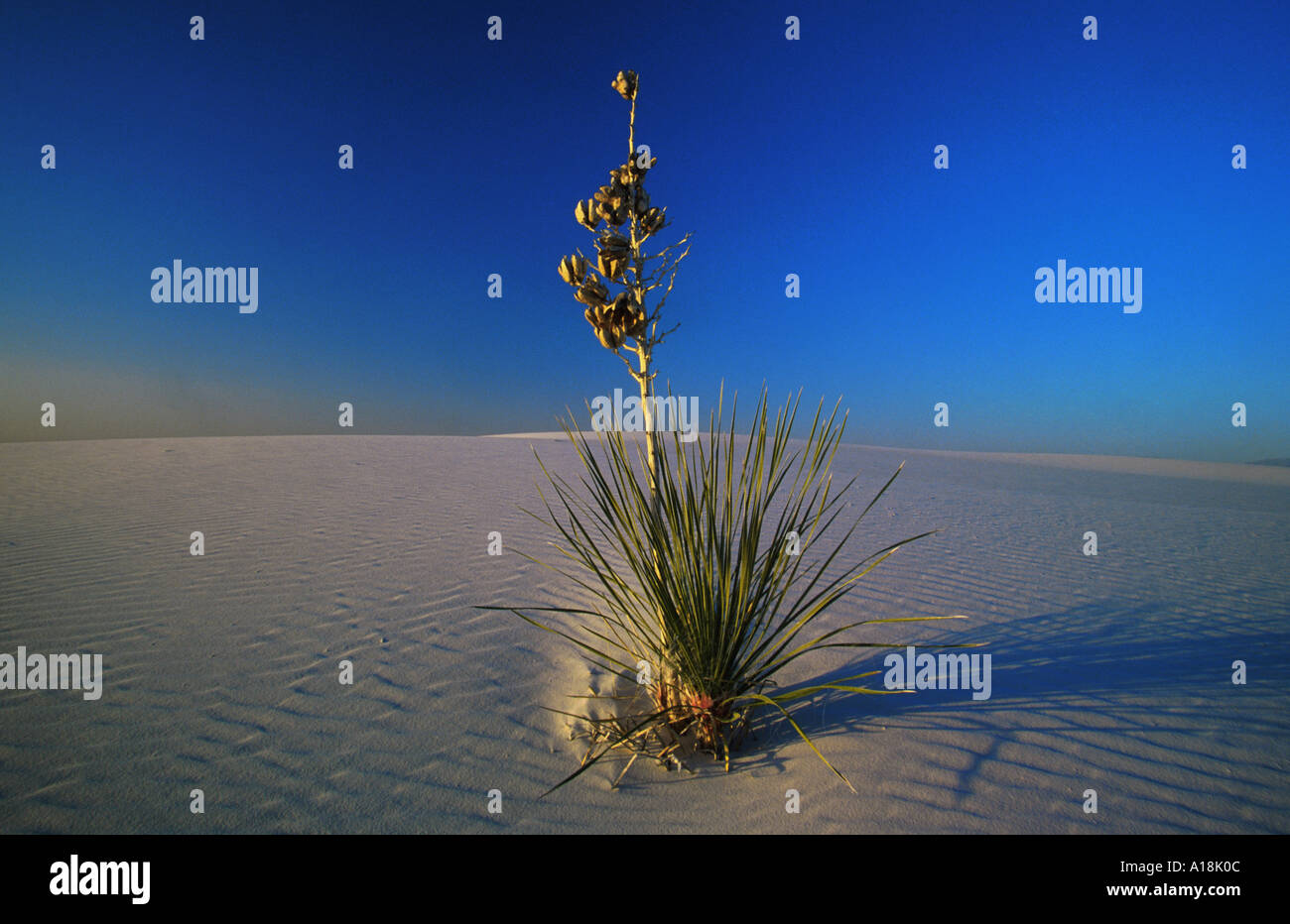 Adam's needle, weak-leaf Yucca (Yucca filamentosa), in sand desert, USA ...