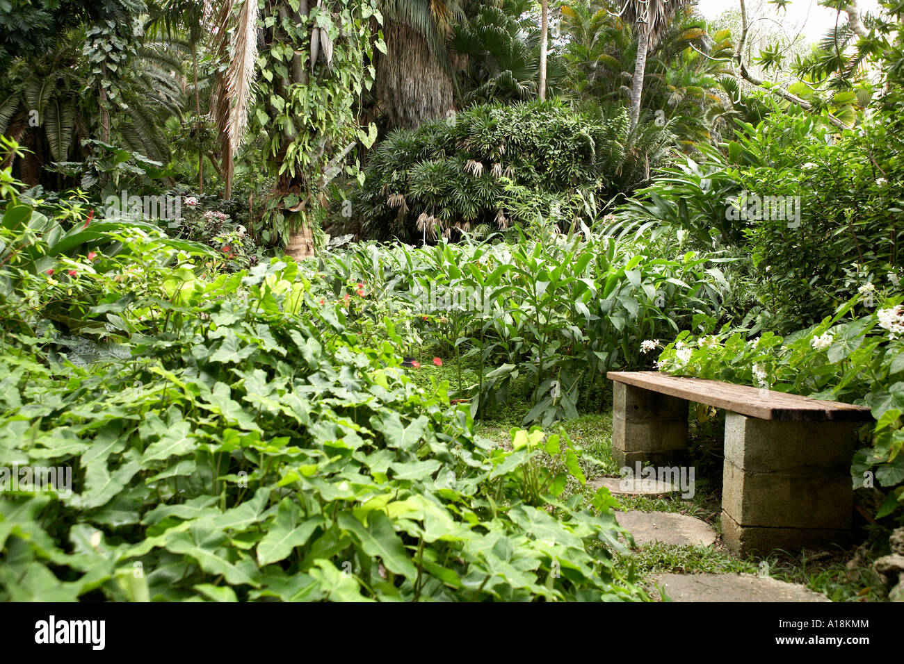 Andromeda Botanic Gardens Barbados Caribbean West Indies Stock