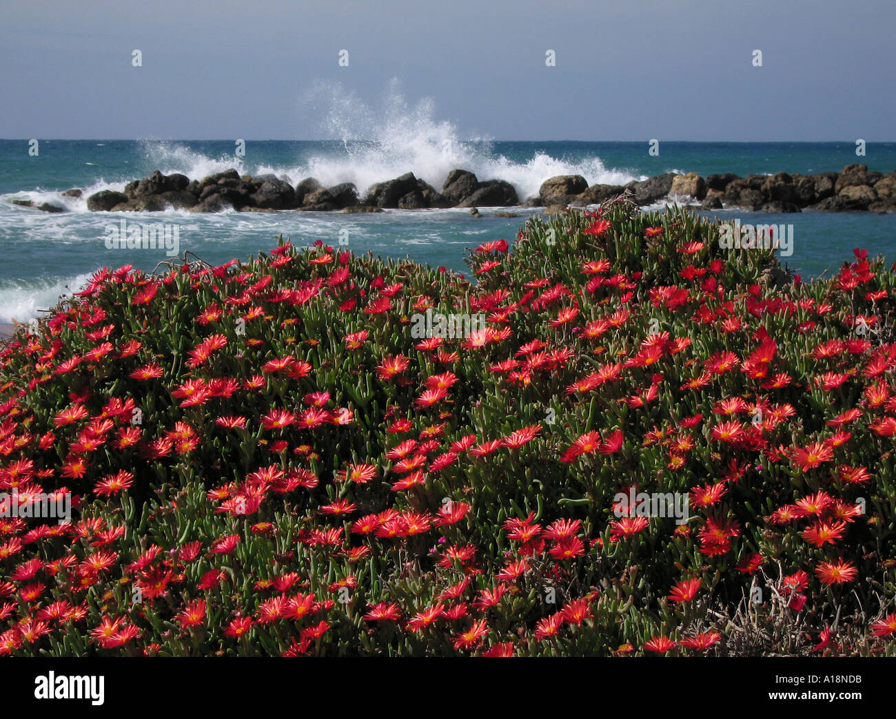 Vivid daisy like flowers growing on rocks on a beach in Southern Cyprus with the sea crashing in the background i Stock Photo