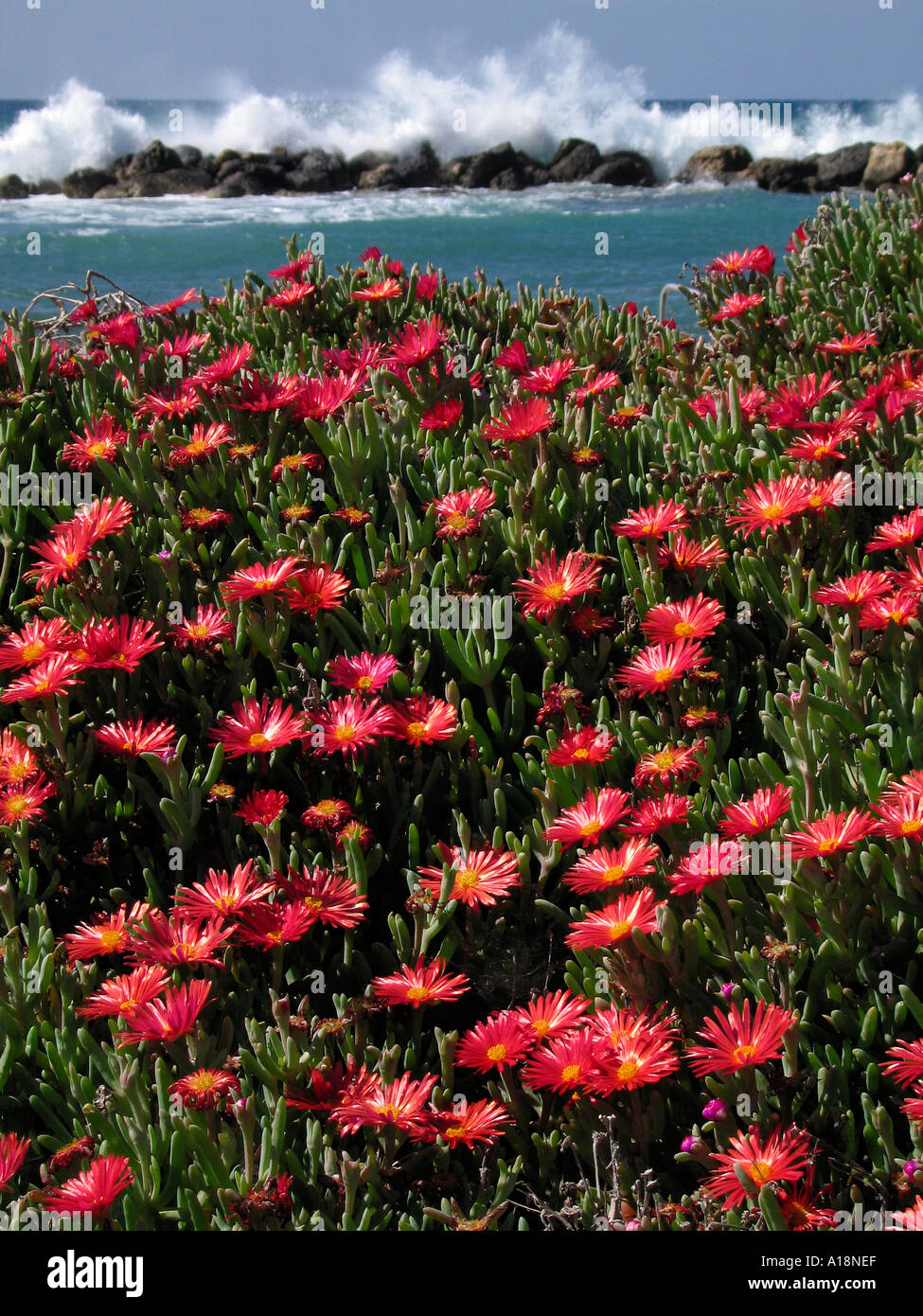 Vivid daisy like flowers growing on rocks on a beach in Southern Cyprus with the sea crashing in the background Stock Photo